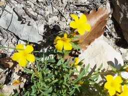 2022 -Buis les Baronnies